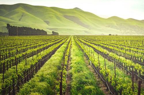 How to Build Sustainable Farm Setups for a Healthier Work Environment