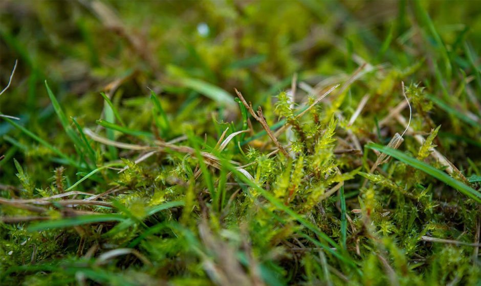 How-to-Identify-Moss-in-the-Garden