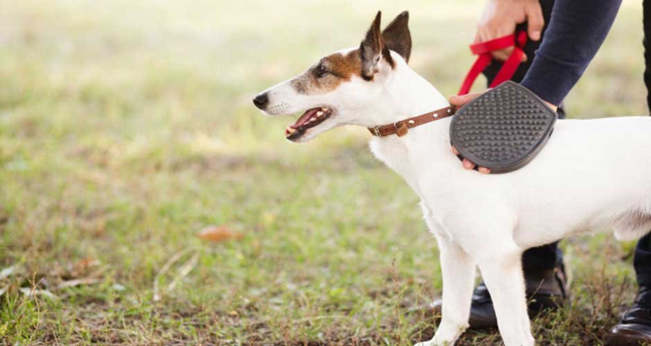 The-Benefits-of-Retractable-Dog-Leashes-for-Training