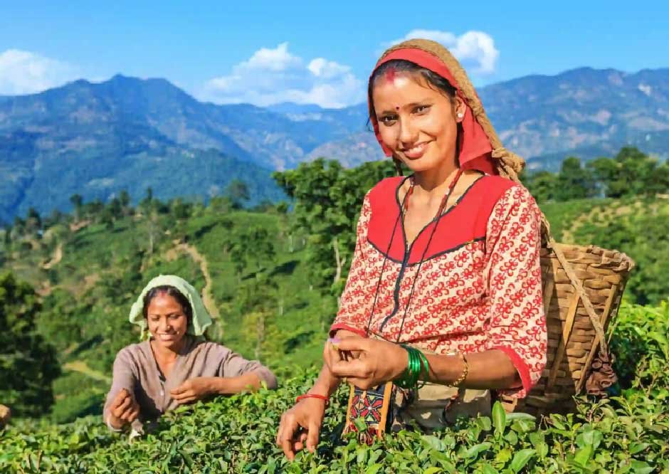 Sustainable Practices in Tea Cultivation: What You Should Know
