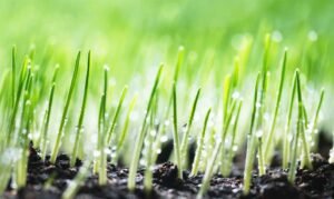 The Best Grass Seed for Shade