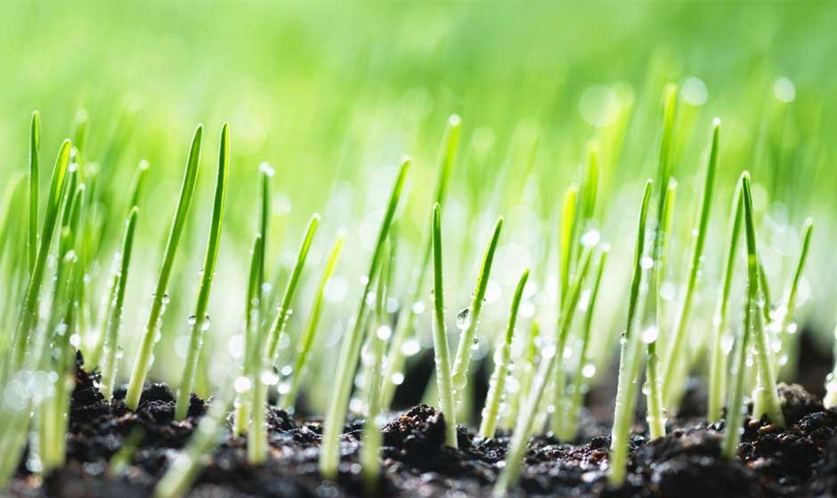 The Best Grass Seed for Shade