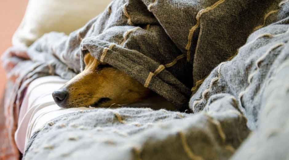 5 Signs Your Pet Might Need More than Basic Care
