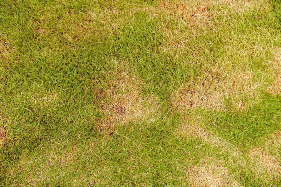 Grass Turning Brown In Summer? Tips To Prevent Lawn Stress