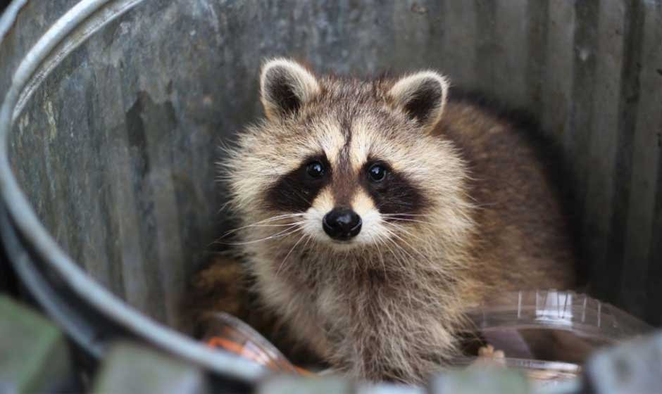 Identifying-Risky-Species-Requiring-Wildlife-Removal