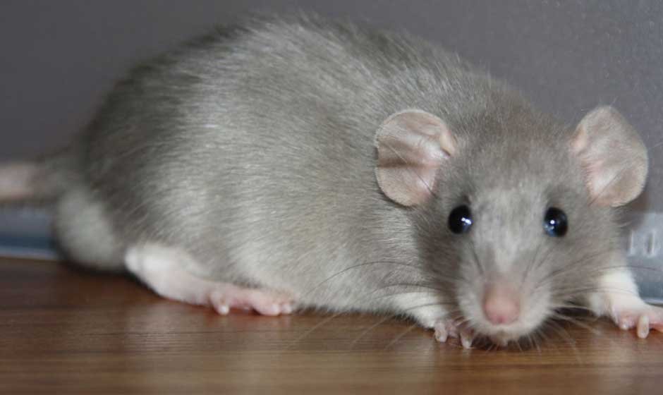 Risky-Species-Requiring-Wildlife-Removal