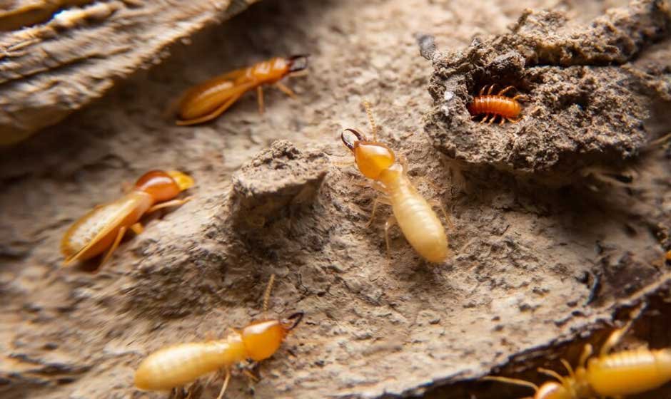Key Indicators to Look Out for Before Scheduling Home Termite Control Services