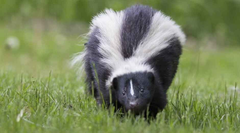 The Hidden Risks of Ignoring Wildlife Intrusion in Urban Areas