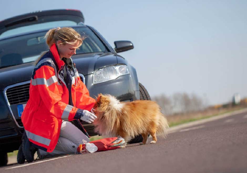When Pets Cause Motorcycle Accidents: Understanding Animal-Related Crash Laws