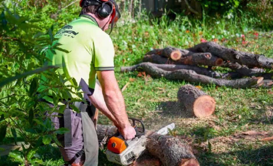 Signs You Need Tree Removal