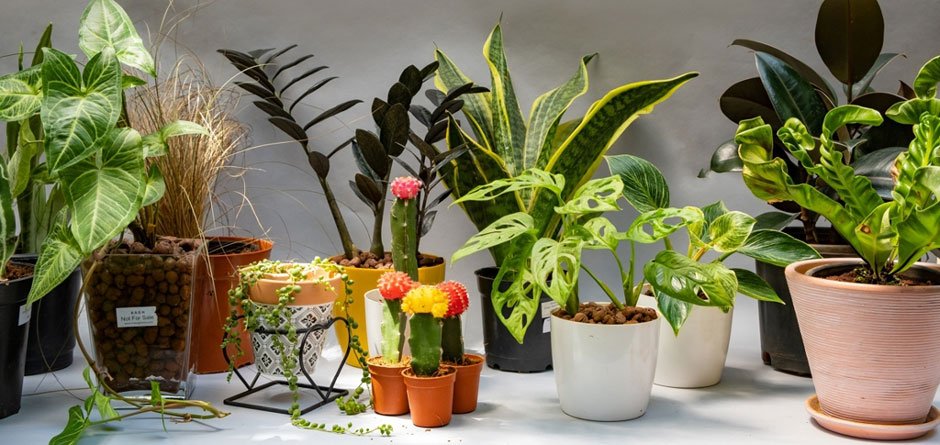 Where to Buy Fresh, Affordable Plants in Bangalore