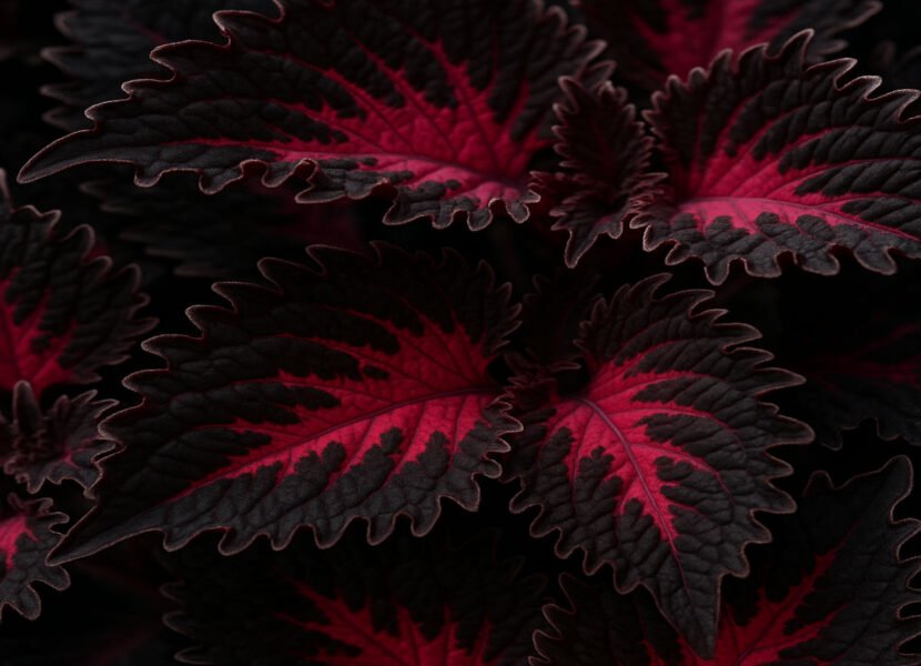 Coleus Black Dragon
