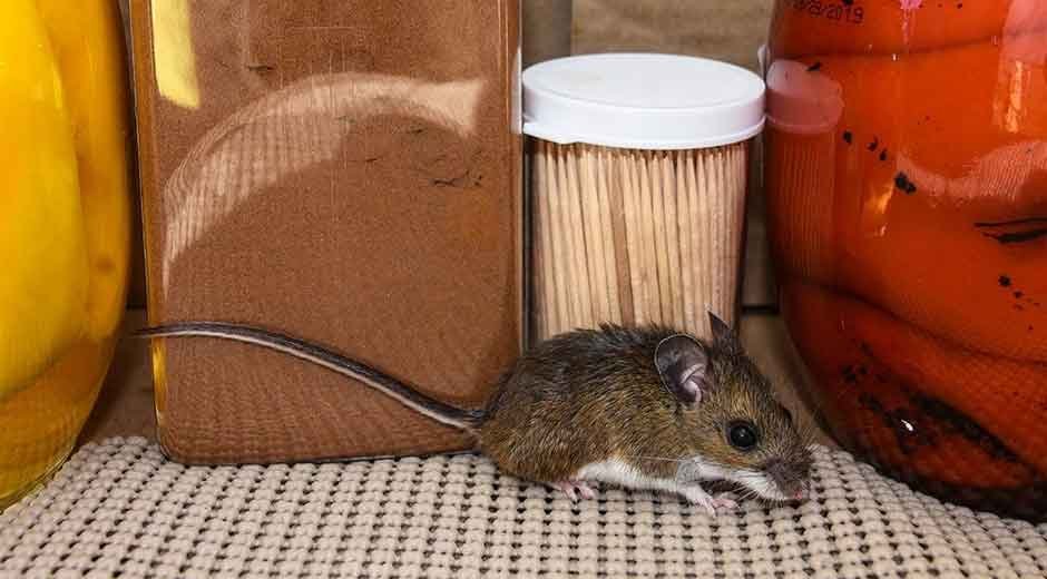 Creeping-and-Chewing-Understanding-Tick-and-Mouse-Infestations-and-How-to-Stop-Them