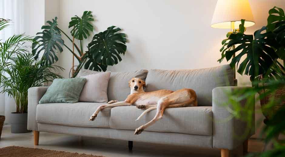 Creating a Pet-Friendly Home: A Comprehensive Guide