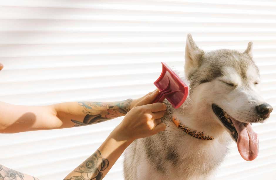 Beyond Shedding Season: How to Maintain Double Coated Dogs