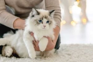 How to Choose the Right Ragdoll Breeder for Healthy, Happy Kittens