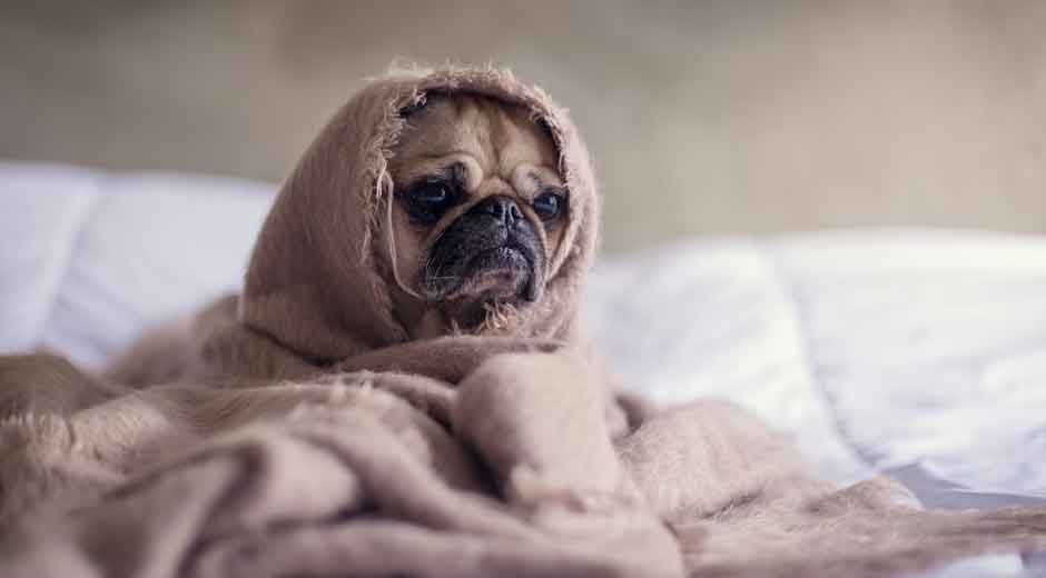 5 Tips for Dogs with Separation Anxiety