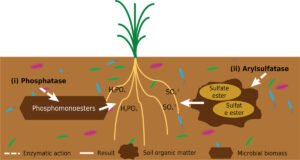 why-enzyme-activity-matters-in-understanding-healt-1