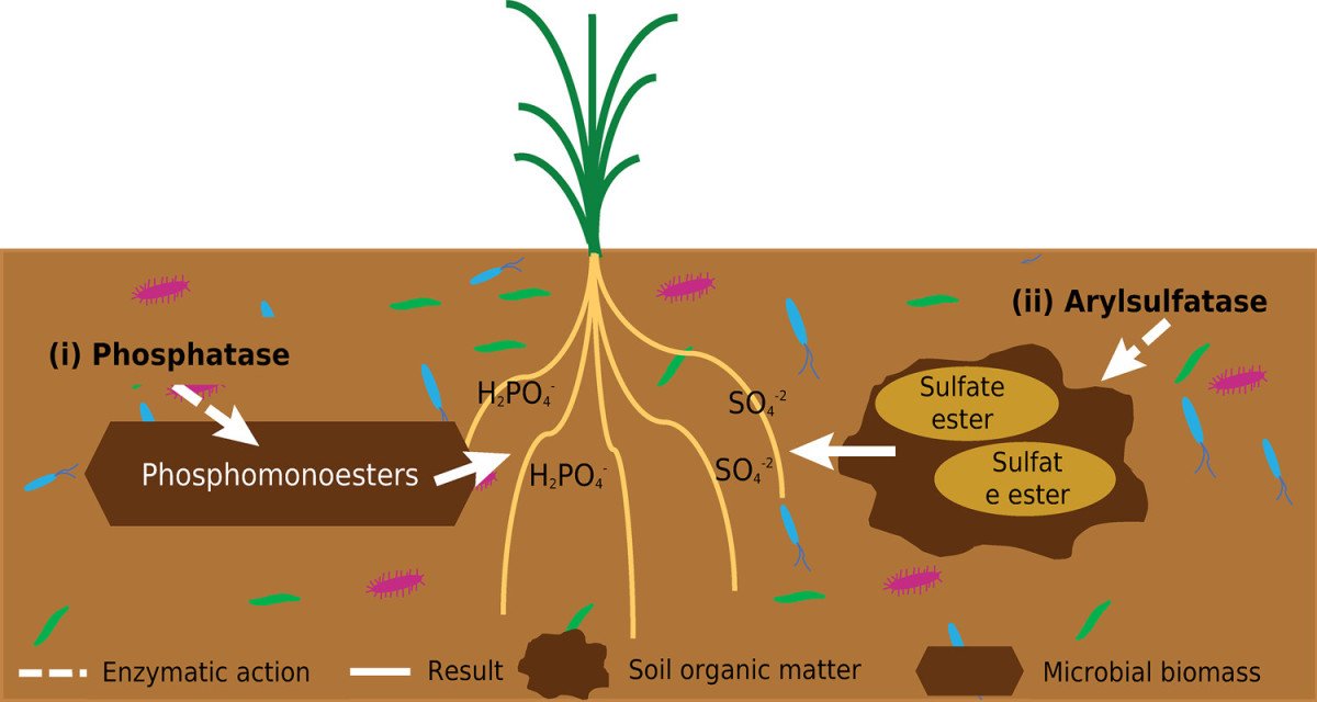 why-enzyme-activity-matters-in-understanding-healt-1