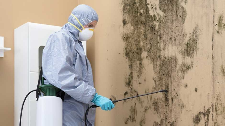 When It’s Time to Call a Mold Removal Expert