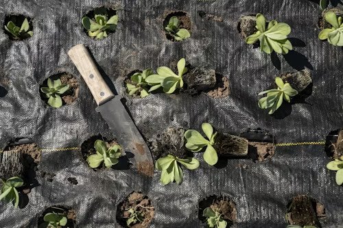 best-pe-weed-barrier-fabric-for-long-lasting-garde-2