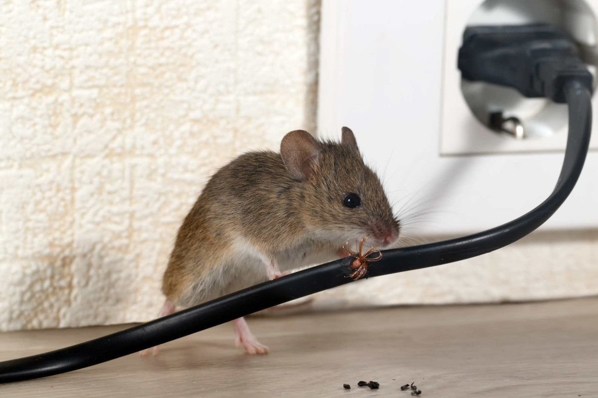 how-much-does-a-mouse-exterminator-cost-a-guide-to-1